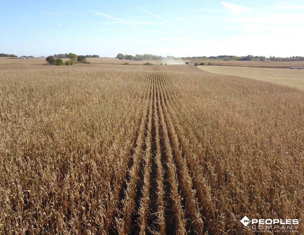 Listing Photo: Freeborn County Minnesota Farmland For Sale